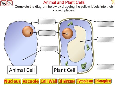 Animal Cell Plant Cell Quiz Interactive Cells Quiz Teaching Resources