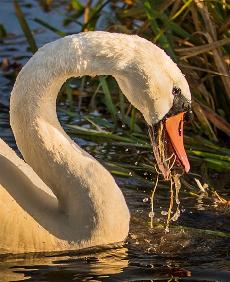 Feeding Swan By Esoxlucius Ephotozine