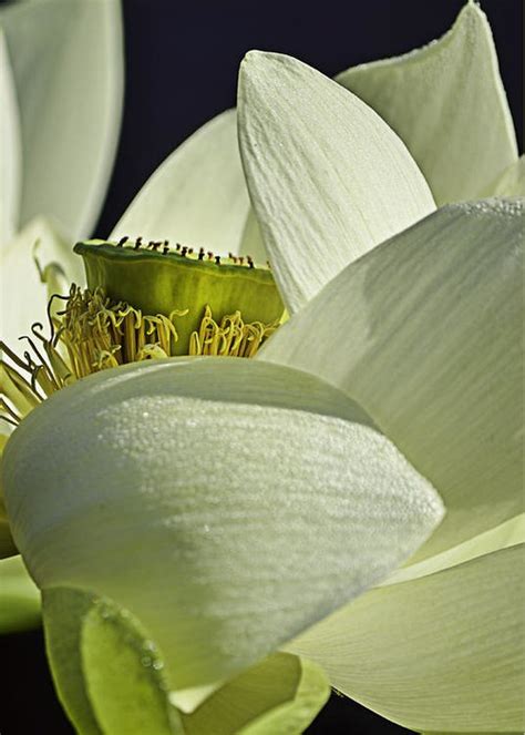 Symbolic White Lotus Greeting Card For Sale By Julie Palencia