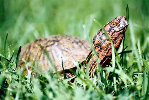 What Do Pet Turtles Eat? | PetHelpful
