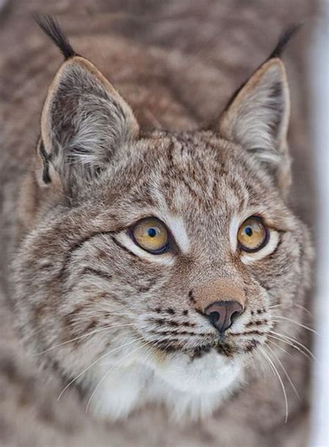 Cat breeds with cat ears that are abnormal due to a genetic mutation are the american curl (and dwarf cat: Canada Lynx - Ear tufts, white chin whiskers and ...