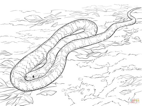 Python Coloring Pages Coloring Home