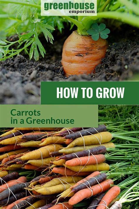 Carrots Are Extremely Nutritious And A Perfectly Easy Plant To Grow In