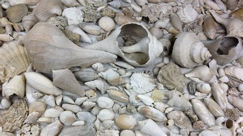 Fossils Of The Coastal Plain — Earthhome