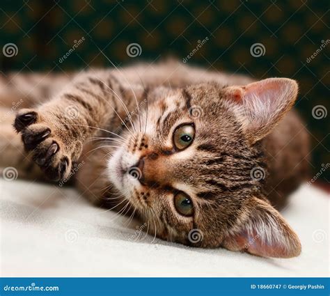 Tabby Cat Laying On Side Royalty Free Stock Photography Image 18660747