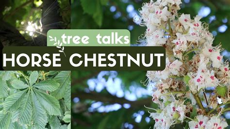 Horse Chestnut Tree Identification And Facts Youtube