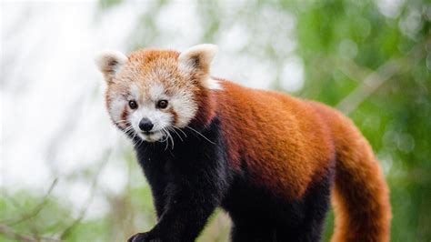 Red Panda Beardsley Zoo Red Panda Will Be Deeply Missed After Dying