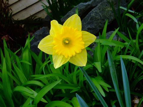 Flower For March Daffodil ♥ Daffodils National Flower Of Wales