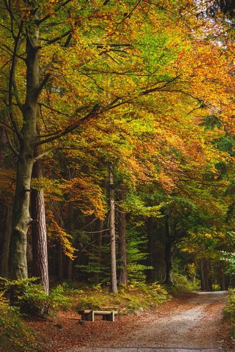 Autumn Pathway Switzerland By Sven Lenz 500px Cr🇨🇭 Autumn