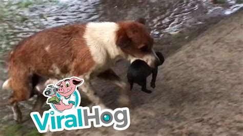 Mother Dog Carries Wet Puppies To Safety Viralhog Youtube