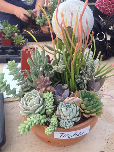 Succulents in containers, Planting succulents, Succulents