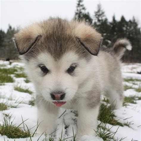 Puppys Huskies Puppies And I Want On Pinterest