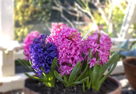 Hyacinth Indoor Plant Care And Growing Guide