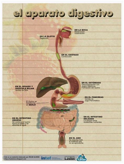 Infograf A Aparato Digestivo Cuerpo Humano Imagenes Aparato