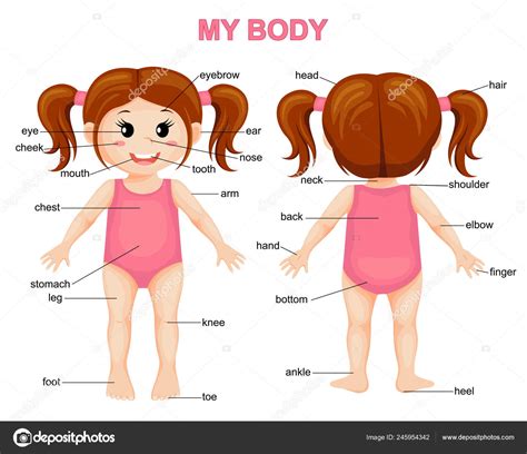 Body Cute Cartoon Girl Body Parts Poster — Stock Vector