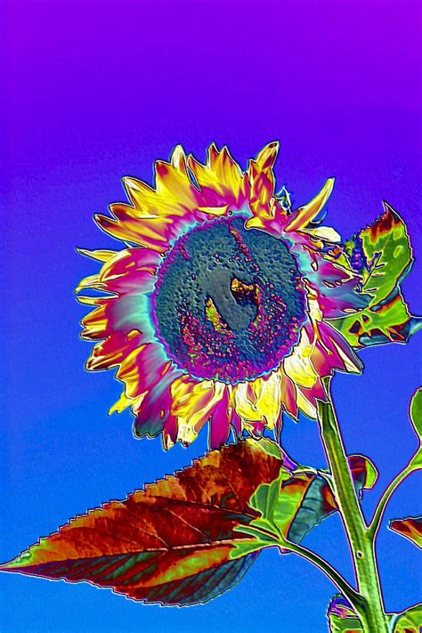 Psychedelic Sunflower Photograph By Peter Lloyd