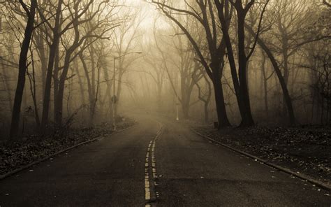 Landscapes Nature Roads Trees Forest Fog Mist Haze Dark