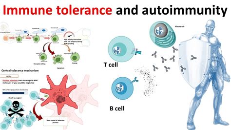 Immune Tolerance And Autoimmunity Overview Youtube