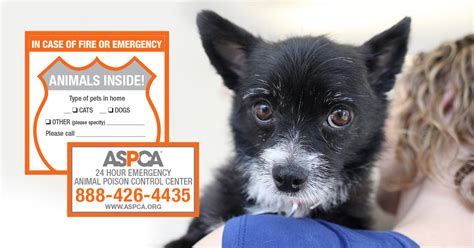 Augustine fl works endlessly to save the fur babies that no one else wants. Pet Safety Pack | Emergency Rescue | Window Sticker | ASPCA