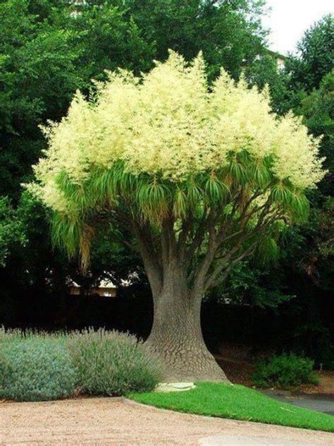 This Is Called A Ponytail Palm Trees To Plant Beautiful Gardens