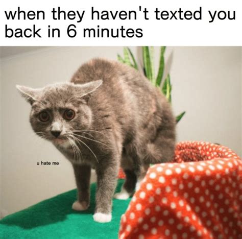 Crying Cat Memes Is The New Craze Among Catizens 30 Crying Cat Memes