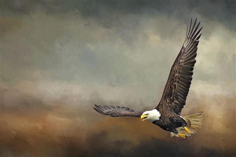 Bald Eagle Flying In Storm Digital Art By Diana Van Tankeren Pixels Merch