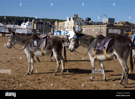 Donkeys On The Beach At Weston Super Mare Somerset England Uk Stock