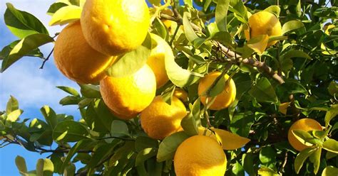 Liliana Usvat Reforestation And Medicinal Use Of The Trees Lemon