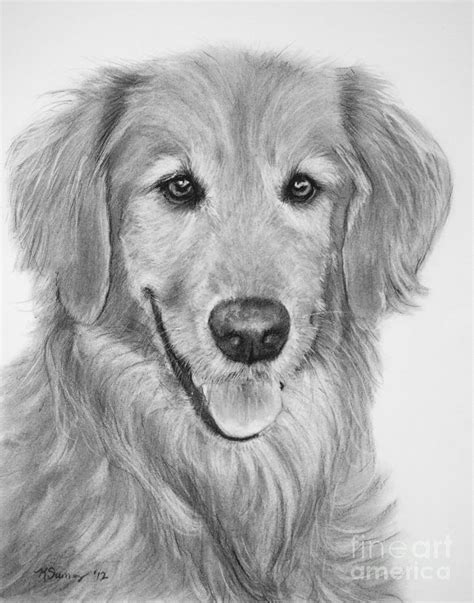 Golden Retriever Sketch Drawing By Kate Sumners