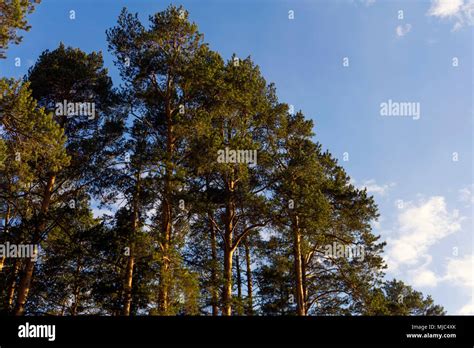 Tall Pines Hi Res Stock Photography And Images Alamy