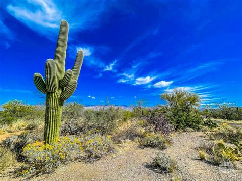 Things To Do In Saguaro National Park Our Wander Filled Life