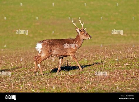 Sika Deer Buck Hi Res Stock Photography And Images Alamy