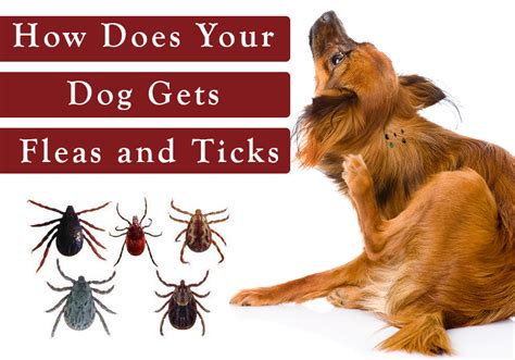 How Do Puppies Get Fleas