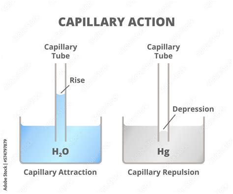 Scientific Illustration Of Capillarity Action Or Capillarity Isolated