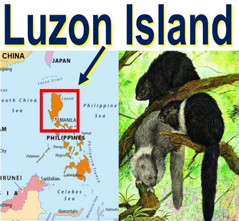 Greatest Concentration Of Unique Animals In Luzon The Philippines