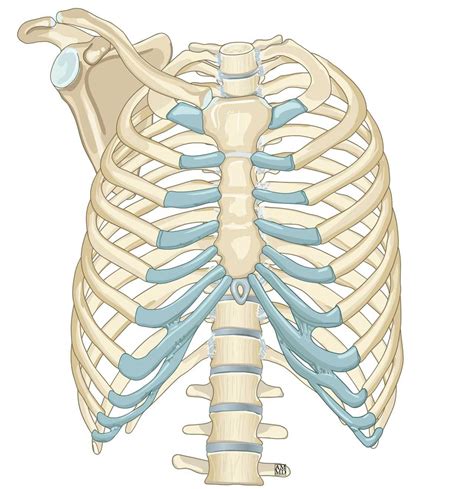 Thoracic Skeleton E Anatomy Imaios