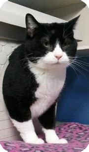 The appointment will last just minutes and then you'll be off with your new furry friend! Anchorage, AK - Domestic Shorthair. Meet Tux a Pet for ...