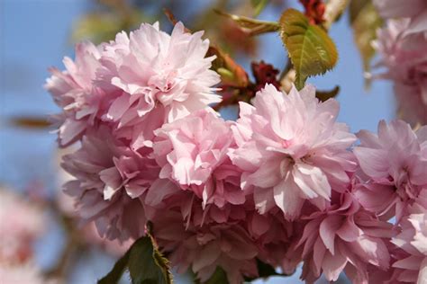 We did not find results for: JAPANESE FLOWERING CHERRIES - Prunus species |The Garden ...