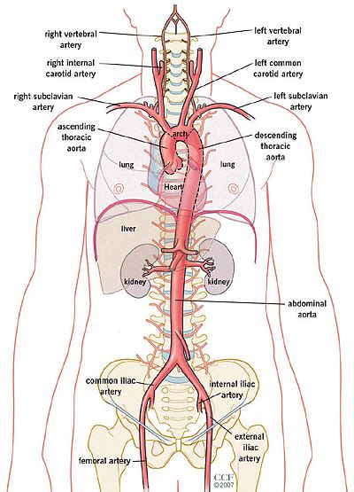 The Aorta What Is It The Anatomy And Images