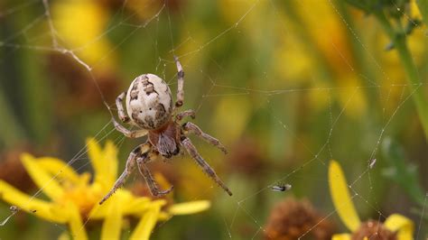 Furrow Orb Spider Larinioides Cornutus Female Graham Hall Flickr