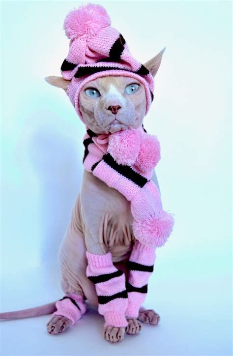 Hat Scarf And Leg Warmers Sphynx Clothing Pinkblack Ragdoll Cat