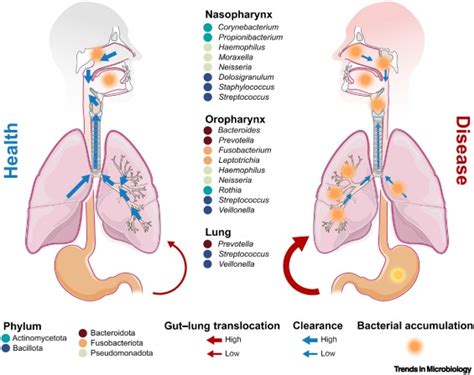 Ecology Of The Respiratory Tract Microbiome Trends In Microbiology