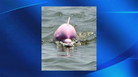 Rare Pink Dolphins Spotted In Louisiana