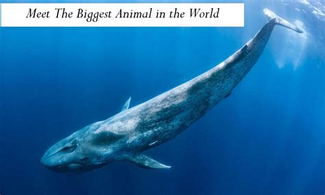 Meet The Biggest Animal In The World Kumpulan Tentang Hewan