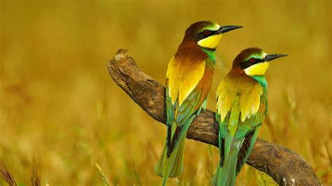 🔥 31 Bing 4k Wallpaper Birds Wallpapersafari