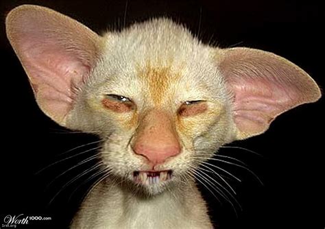 ugly looking cat
