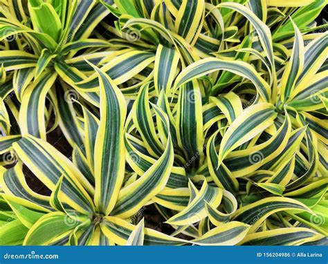 Variegated Green Yellow With White Beautiful Leaves Tropical Dracaena