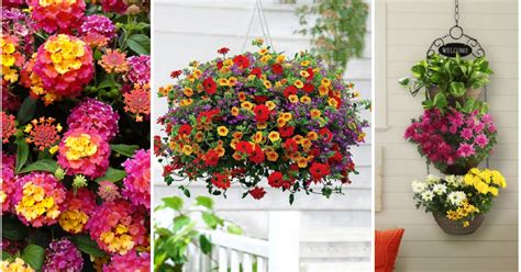 ¡ponele onda a tu balcón con plantas de muchos colores y flores. Balcon Plantas Colgantes De Sol - Flores De Terraza Con ...