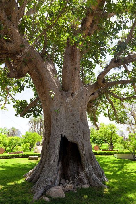 Ancient Sycamore Tree In Jericho Israel Stock Photo By ©majafoto 11500093