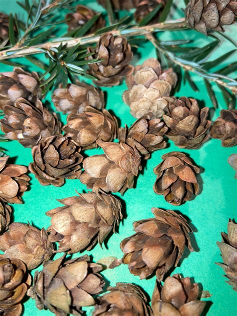 Mini Pine Cones For Crafts Decorating Decor Christmas Natural Etsy